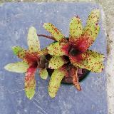 Neoregelia 'Little Jewel'