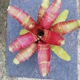 Neoregelia 'Rusty'