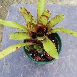 Neoregelia 'Fingerpaint'