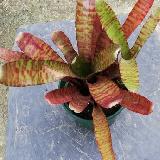 Neoregelia 'Popoki Dark form'