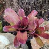 Neoregelia 'Brandywine'