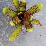 Neoregelia 'Eclipse'