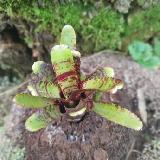 Neoregelia 'Eclipse'