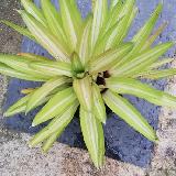 Neoregelia 'Burnies Spiral'