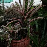 Aechmea orlandiana 'Ensign'