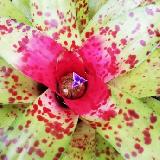 Neoregelia 'Bic O'