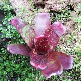 Neoregelia ' Dartanion'