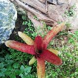 Neoregelia 'Fireball Spotted'