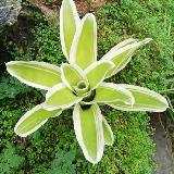 Neoregelia carolinae 'Flandria'