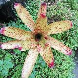 Neoregelia 'Flicker'