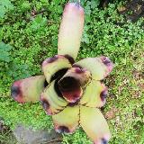 Neoregelia carcharodon 'Giant'