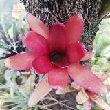 Neoregelia 'Mephisto'