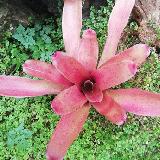 Neoregelia 'Small Talk'
