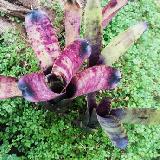 Neoregelia 'Smudge Pot'