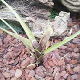 Neoregelia wilsoniana