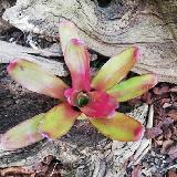 Neoregelia 'Bailadora'