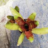 Neoregelia 'Brownie'