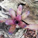 Neoregelia dungsiana x Purple Star'