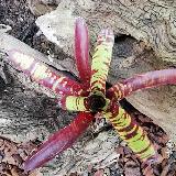 Neoregelia 'Guacamole'