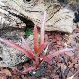 Neoregelia lilliputeana x pineliana