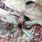 Neoregelia 'Mo Betta'