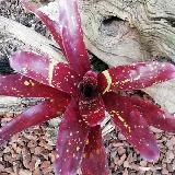 Neoregelia 'Paprika'