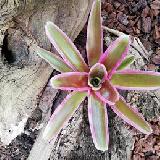 Neoregelia 'Pink'