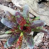 Neoregelia 'Toshiya'