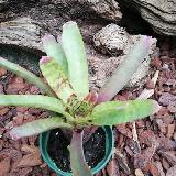 Neoregelia  'Wild Tiger' x zonata