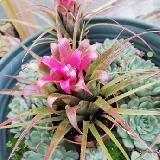 Aechmea recurvata 'Kiwi Baker'