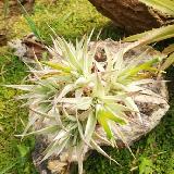 Deuterocohnia SP