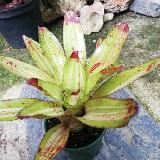 Neoregelia 'Chili Verde'