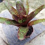 Neoregelia 'Betty Head'
