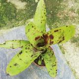 Neoregelia 'Java Plum x  Babe'
