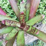 Neoregelia 'Tiger Cat'