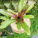 Neoregelia 'Turmoil'