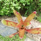 Neoregelia 'Red Face'