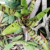 Neoregelia 'Cat's Whiskers'