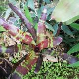 Neoregelia 'Flash Point'