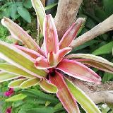 Neoregelia 'Annick'