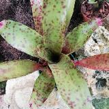 Neoregelia 'Strawberry Hill'