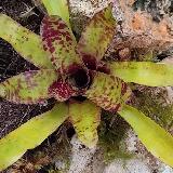 Neoregelia 'Monkey Business'