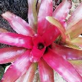 Neoregelia 'Fireball' x 'Hal Ellis'