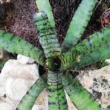 Neoregelia Hannibal Lecter F2