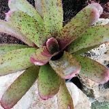 Neoregelia 'Fireball' F1