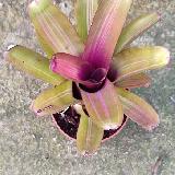 Neoregelia 'See No Evil Marginated’