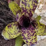 Neoregelia 'Caviar'