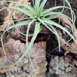 Tillandsia 'Firestorm'  'cultivar'