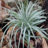 Tillandsia 'Houston Colossus'