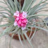 Tillandsia 'Houston Red Princess'